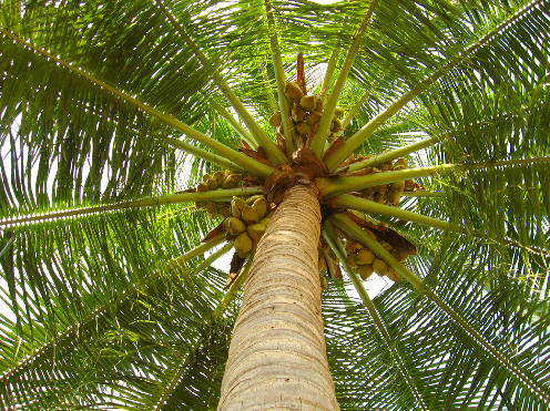 Tree Trimming Palm Desert